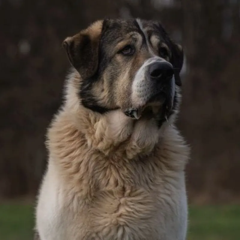 Aslan