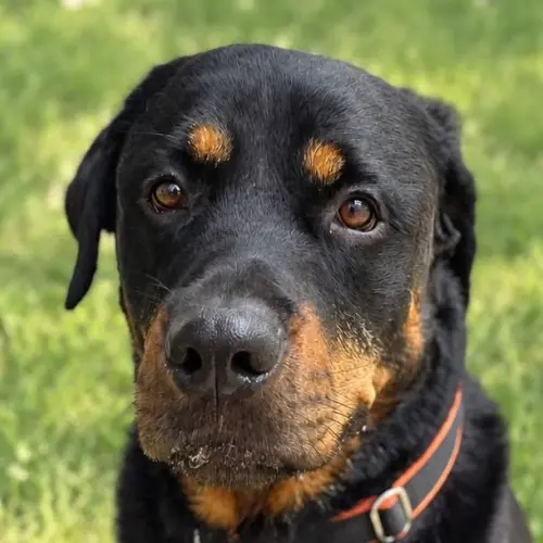 Bruno (Zuhause und Paten gesucht)