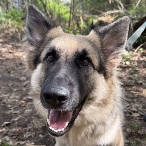 Lulu (reserviert)