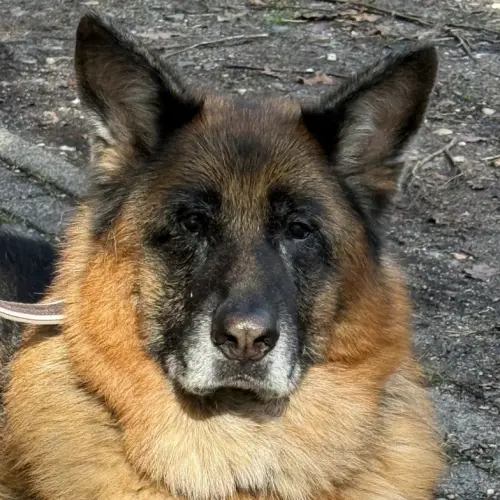 Rex