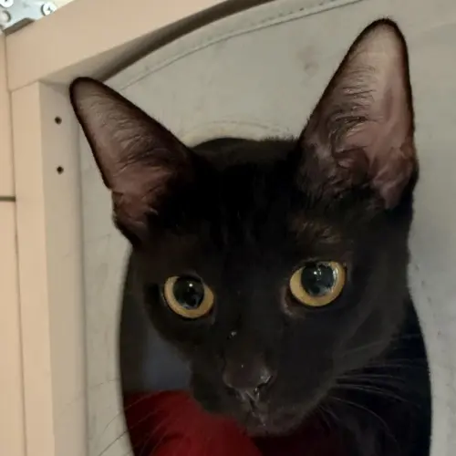 Kiki