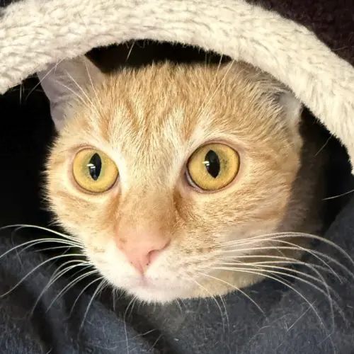 Perdita