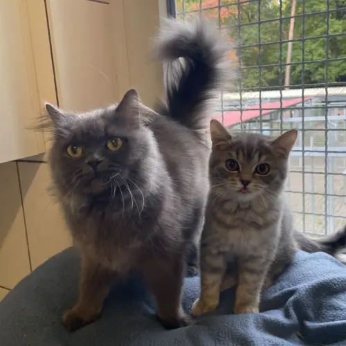 Zelda und Zeno