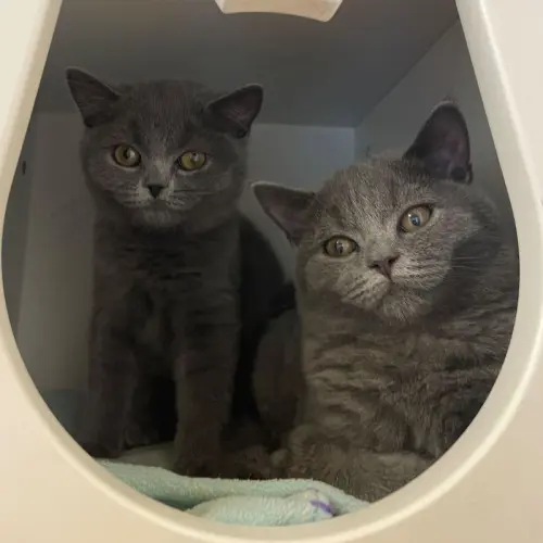 Zoya und Zuri
