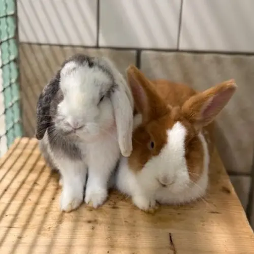 Tommy und Liesel