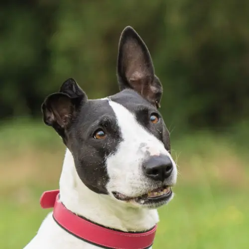 Bella (Zuhause und Paten gesucht)