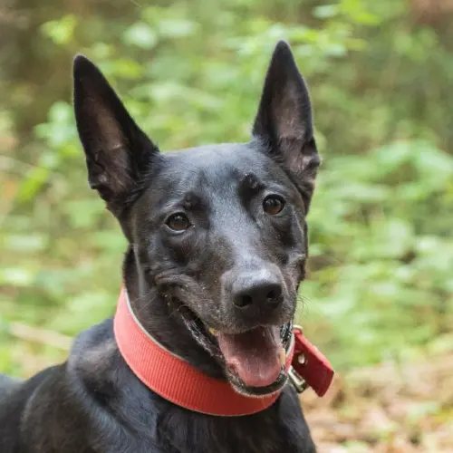 Vicky (Zuhause und Paten gesucht)
