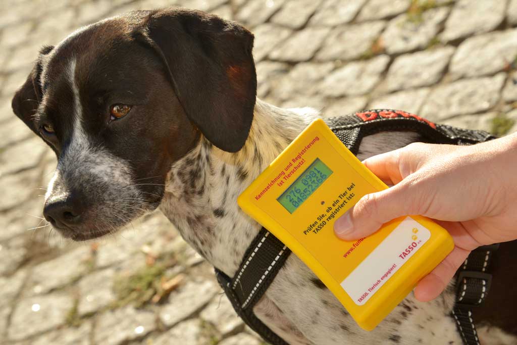 Hund mit Tasso Chip-Lesegerät